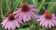 Purple flowers